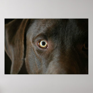 Póster Poster de ojos de Chocolate Lab
