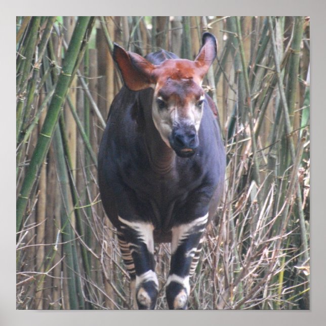 Póster Poster de Okapi (Frente)