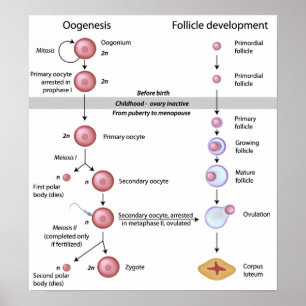 Póster Poster de oogénesis
