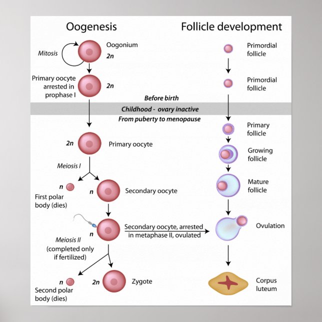 Póster Poster de oogénesis (Frente)