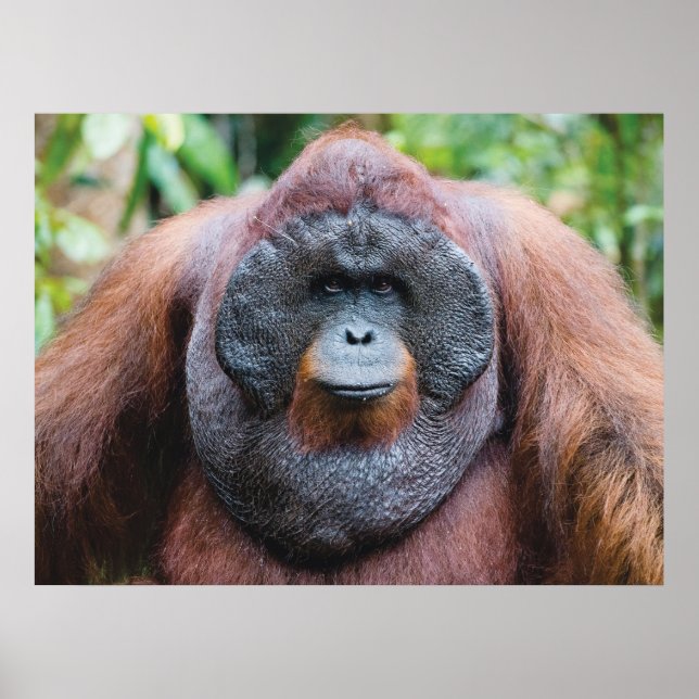 Póster Poster de Orangutan (Frente)