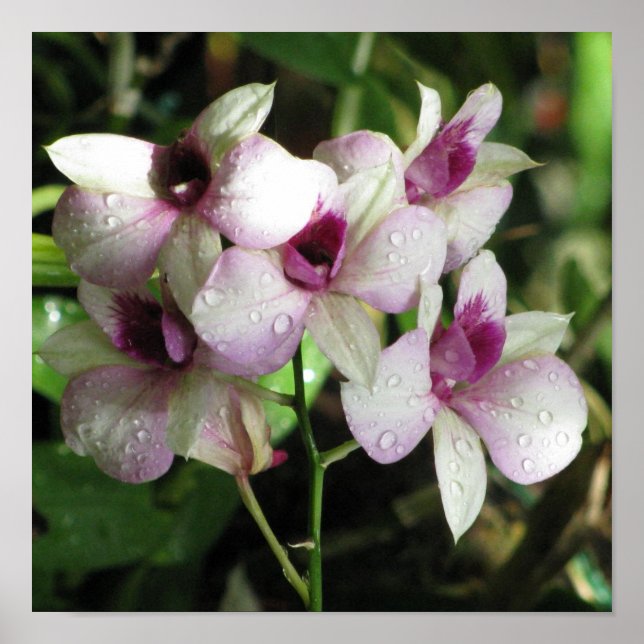 Póster Poster de Orchideas (Frente)