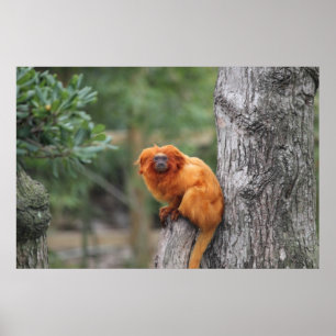 Póster Poster de oro del Tamarin del león
