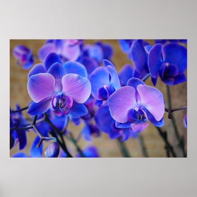 Póster Poster de orquídeas azules y rosas (Frente)