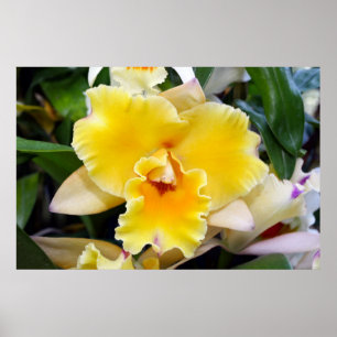 Póster Poster de orquídeas exóticas amarillas