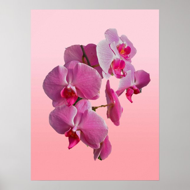 Póster Poster de orquídeas rosadas (Frente)