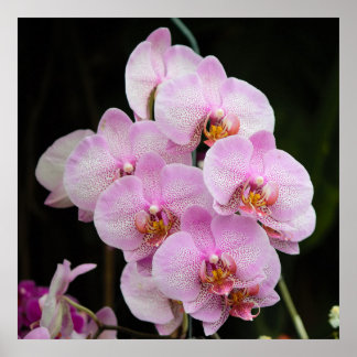 Póster Poster de orquídeas rosadas