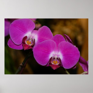 Póster Poster de orquídeas rosadas calientes