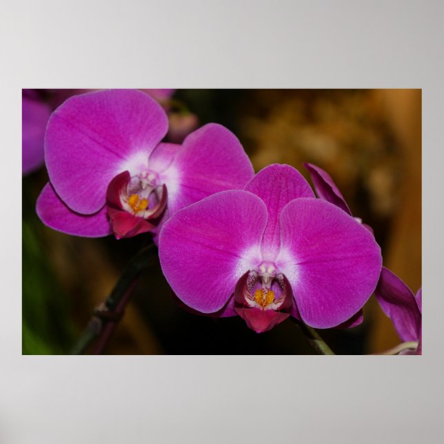 Póster Poster de orquídeas rosadas calientes (Frente)