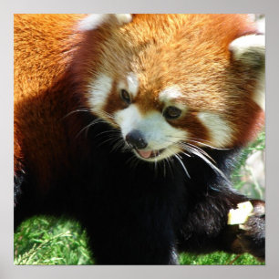 Póster Poster De Oso De Panda Rojo