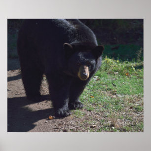 Póster Poster de oso negro