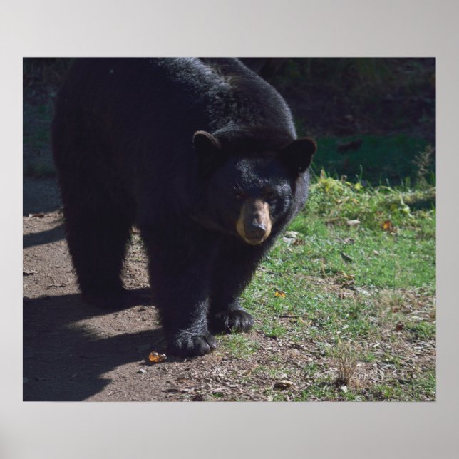 Póster Poster de oso negro (Frente)