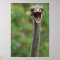 Poster de Ostrich