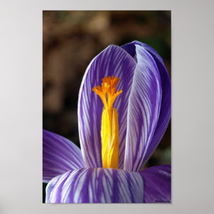 Póster Poster de otoño-crocus