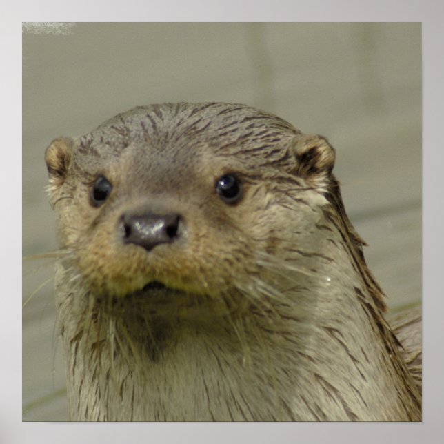 Póster Poster de Otter del río Giant (Frente)