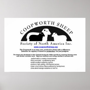 Póster Poster de ovejas Coopworth