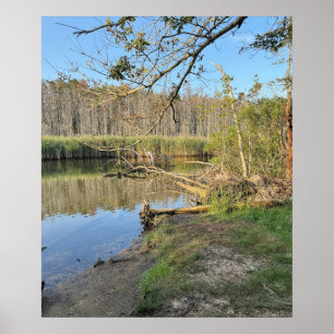 Póster Poster de paisaje de árboles caídos