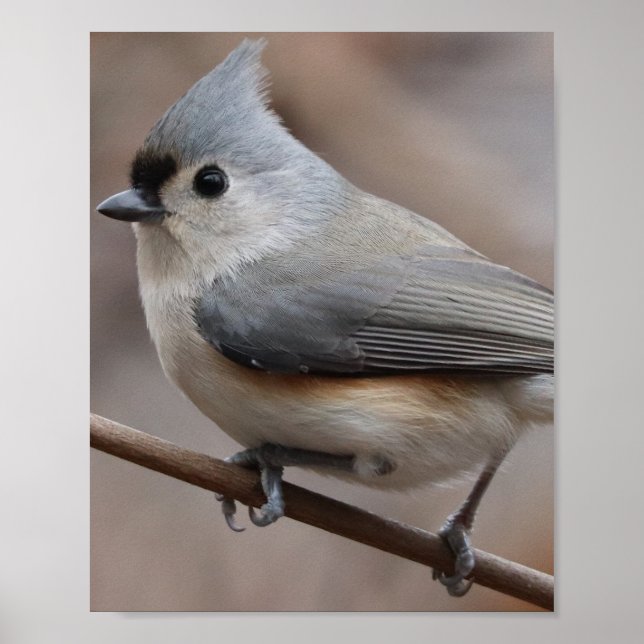 Póster Poster de pájaro (Frente)