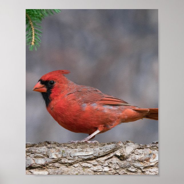 Póster Poster de pájaro (Frente)