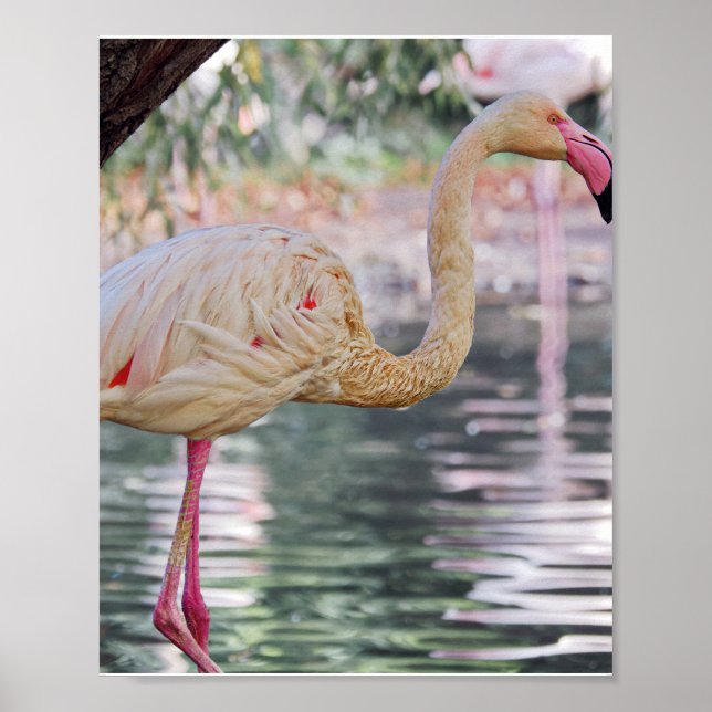 Póster Poster de pájaro (Frente)