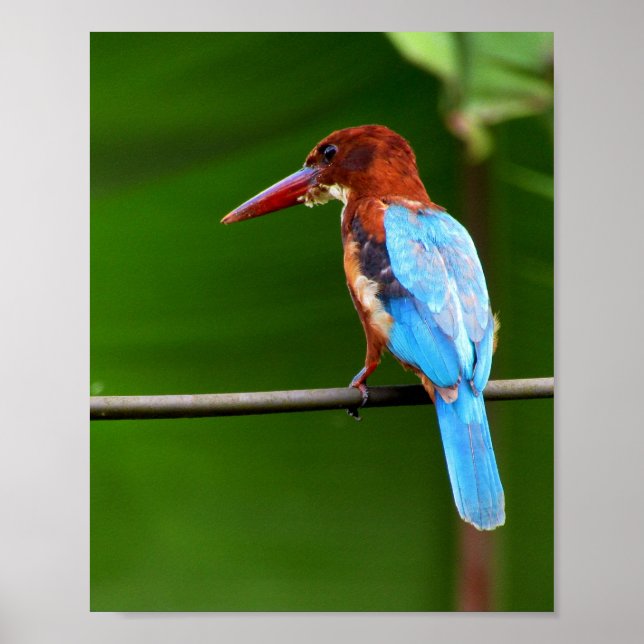 Póster Poster de pájaro (Frente)