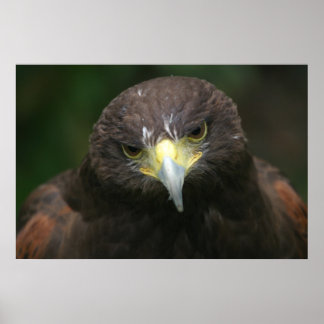 Póster Poster de pájaro 13