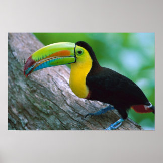 Póster Poster de pájaro 16