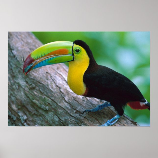 Póster Poster de pájaro 16 (Frente)