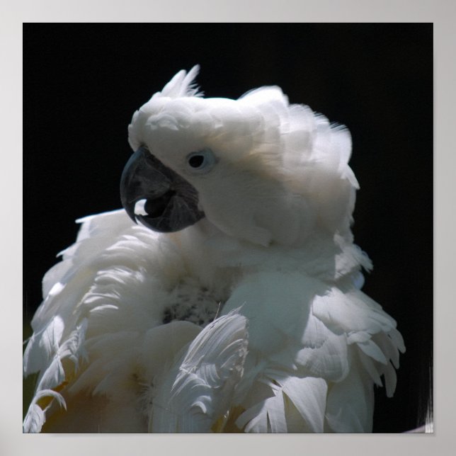 Póster Poster de pájaro de Cockatoo blanco (Frente)