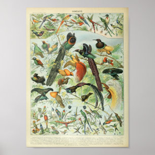 Póster Poster de pájaro de la selva tropical de la selva 