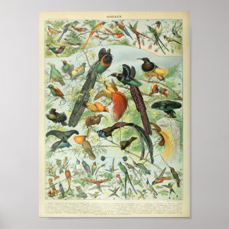 Póster Poster de pájaro de la selva tropical de la selva 