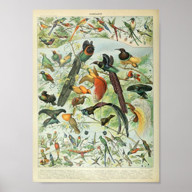 Póster Poster de pájaro de la selva tropical de la selva  (Frente)