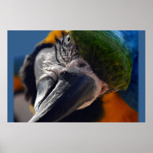 Póster Poster de pájaro de Macaw, loro colorido
