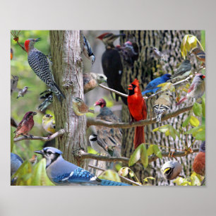 Póster Poster de pájaro de patio trasero