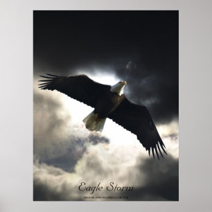 Póster Poster de pájaro del águila calva