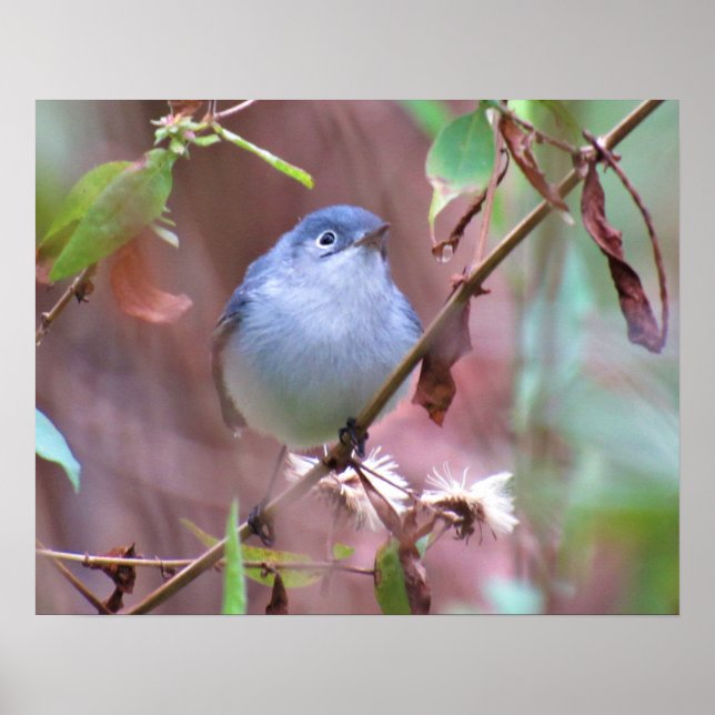 Póster Poster de pájaro del patio trasero de Gnatcatcher  (Frente)