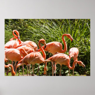 Póster Poster de pájaro Flamingos Rosado