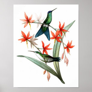 Póster Poster de pájaro Hummingbird No.12 Imprimir.