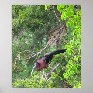 Póster Poster de pájaro Ibis Glossy