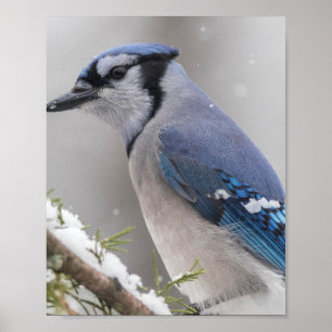 Póster Poster de pájaro Jay azul