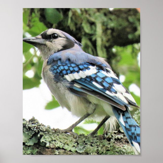 Póster Poster de pájaro Jay azul (Frente)