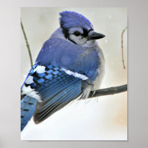 Póster Poster de pájaro Jay azul
