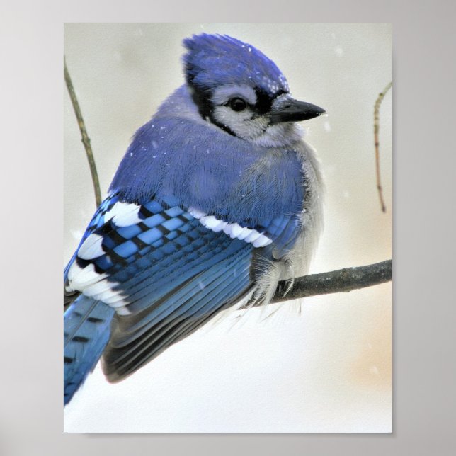 Póster Poster de pájaro Jay azul (Frente)