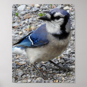 Póster Poster de pájaro Jay azul