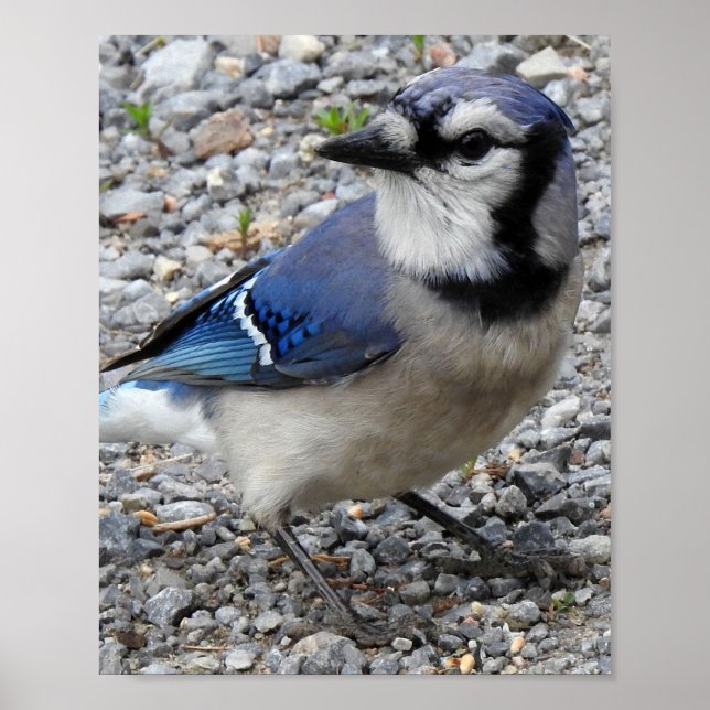 Póster Poster de pájaro Jay azul (Frente)