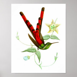 Póster Poster de pájaro rojo Hummingbird No.10.