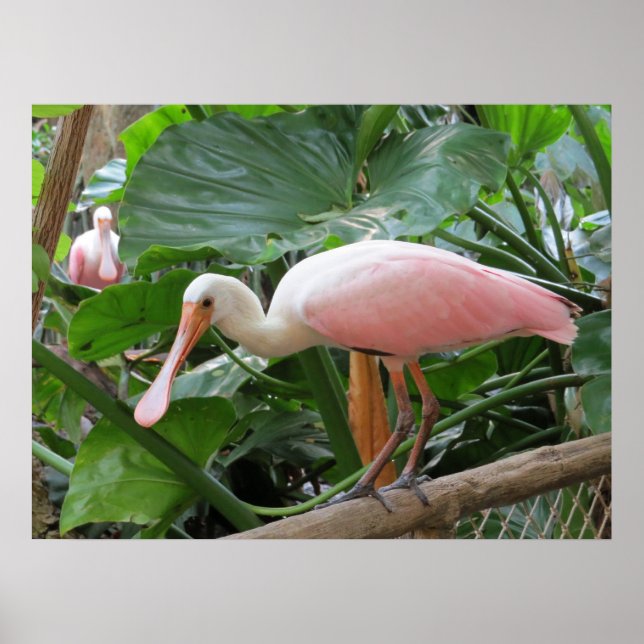 Póster Poster de pájaro rosado tropical roseado (Frente)