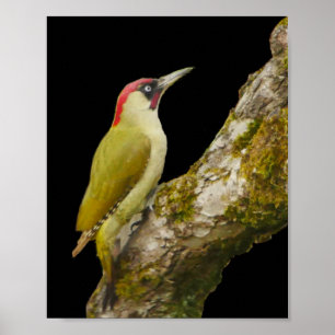Póster Poster de pájaros carpinteros verdes