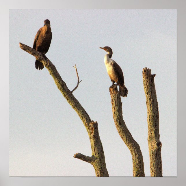 Póster Poster de Pájaros de Perchado (Frente)