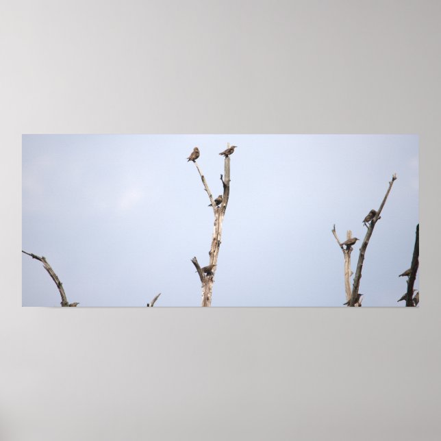 Póster Poster de pájaros en ramas (Frente)